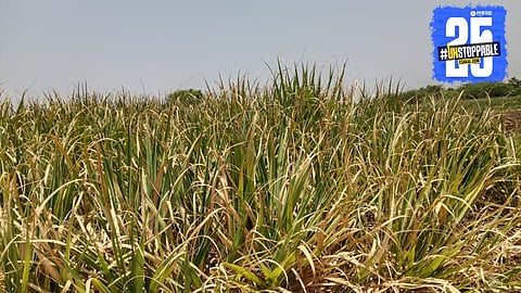 Farmers protest as fields dry up due to water shortage from the canal; crops begin to wither.