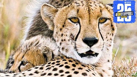 Cheetahs from Botswana set to arrive in India as part of the country's ambitious rewilding and conservation initiative.