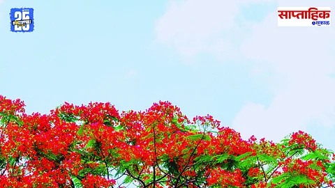 Blossom of Life