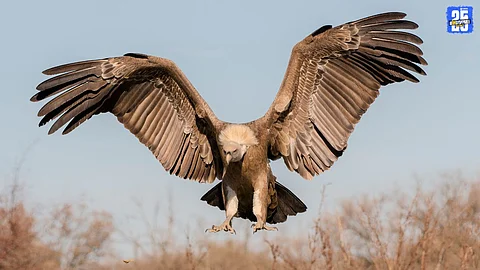 Vulture Conservation