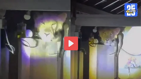 A wild lion was spotted inside a home, calmly sitting on top of a refrigerator in the kitchen, as captured by the home’s CCTV camera.