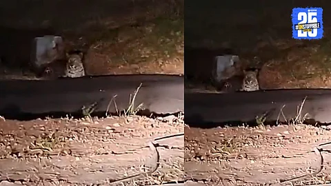 A leopard spotted inside Pune Airport premises, causing panic among passengers and triggering an immediate security response.