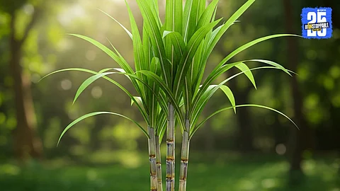Sugarcane FRP