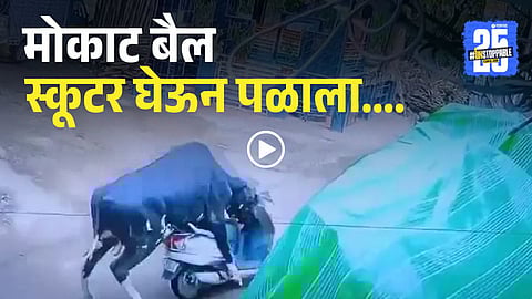 A bull in Rishikesh accidentally drags away a parked scooter with its horns, caught on CCTV — a bizarre yet viral moment shared widely online.