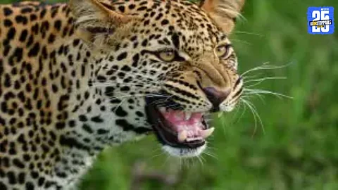 Leopard Attack