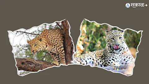 wildlife preservation efforts