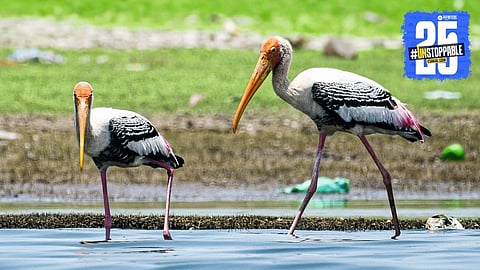 Migratory birds at Ujani backwaters flock in large numbers, drawing bird lovers and tourists alike.