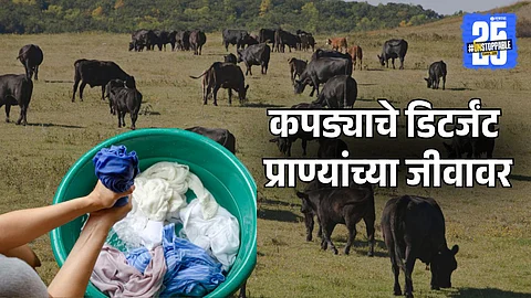 Detergents and Animal Deaths