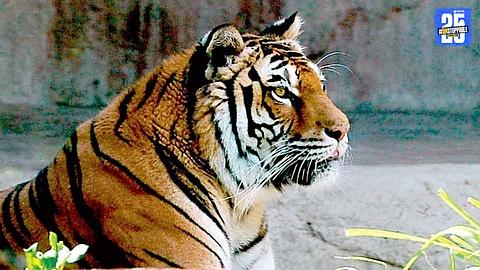 Tigress Attack