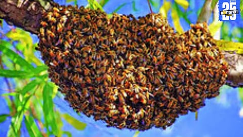 Villagers fleeing after a swarm of bees attacked during a funeral; six people injured and under treatment.