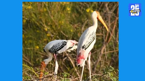 Painted storks seen building nests in Vinchurni — a sign of thriving seasonal migration and breeding