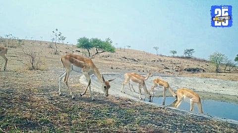 Wildlife census at Boramani Safari on Buddha Purnima reveals 58 species across grassland habitat