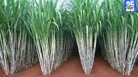 Farmers await ₹425 crore sugarcane dues as the kharif season nears; mills delay payments.