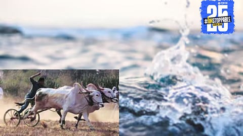 The tragic moment during a bullock cart race when two bulls drowned in a pond after losing control.