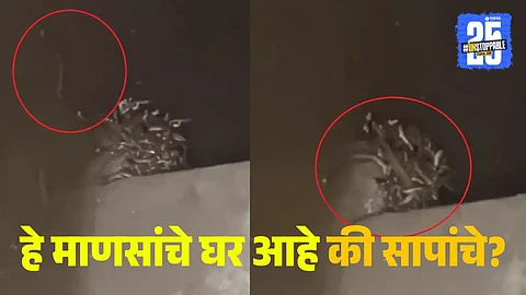 Maharajganj snake viral video