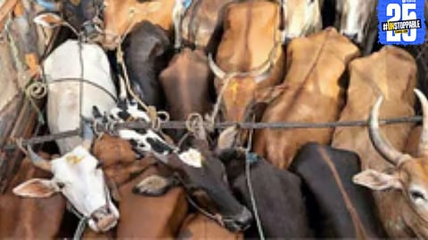 Cattle Brought for Slaughter