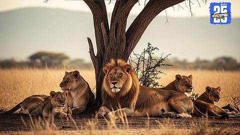 Gujarat Lions Population