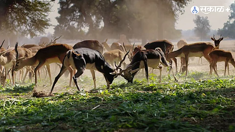 Wildlife