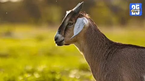 Shocking case where a man allegedly sexually abused a goat leading to its death, wife reports incident to police. Keywords: Sexual Abuse Goat, Animal Cruelty, Man Arrested