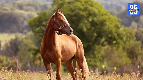 horse theft