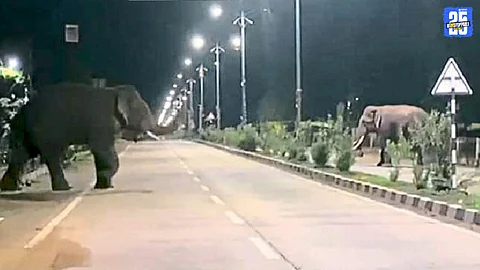 Gadchiroli Elephant