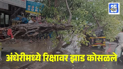 Tree falls on rickshaw