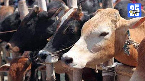Cattle Rescue