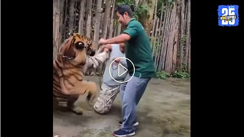 Tiger Attacked on Indian Man