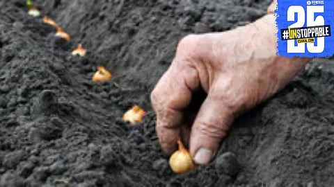 Chandgad farmers engaged in natural farming practices across 200 hectares under government initiative