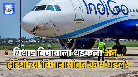 Indigo Bird Hit