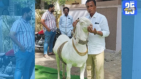 A 200 kg giant goat attracts crowds at Deonar Market ahead of Bakri Eid; sourced from Rajasthan and MP.