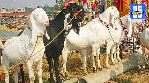 Bakri Eid: ''बकरी ईदच्या दिवशी कुर्बानी नको'', 'या' देशाने घेतला निर्णय; धक्कादायक कारण