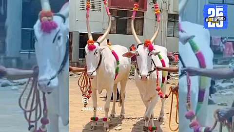 Jeur Haibati’s ‘Sonya Laksha’ selected to lead the Ashadhi Wari chariot as Mhaske family beams with pride.