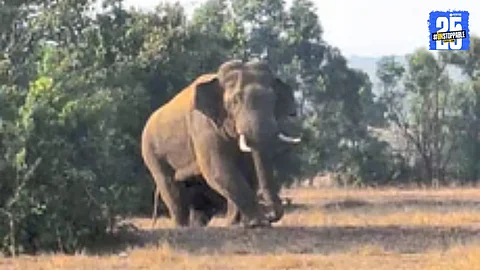 Villagers pause protest over elephant menace after forest officials promise action; meeting set for June 10.