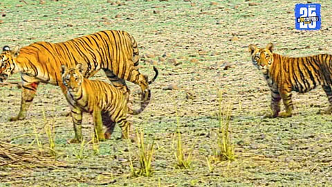 Wildlife News