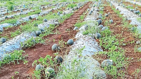 Watermelon Producer