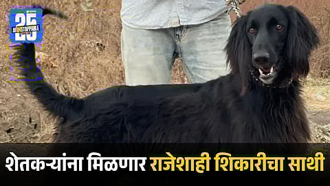 Pashmi Hound to Support Farmers: