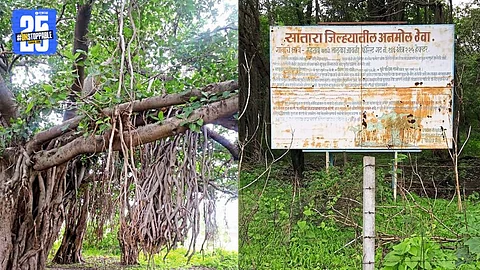 Centuries-Old Banyan Trees of Vadas Mhasevy Still Mesmerize Locals