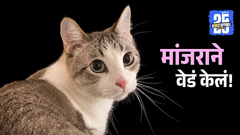 Karnataka High Court quashes cat theft case involving a feline named Daisy, highlighting the absurdity of criminalizing natural animal behavior