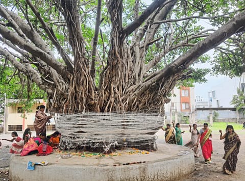 शिरूरमध्ये वटवृक्षाची जोपासना करण्याचा संकल्प