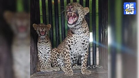 Leopard Rescue