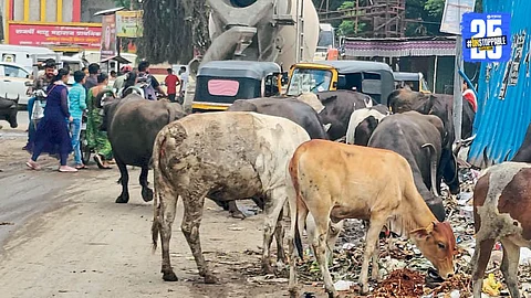 Stray Cattle Problem