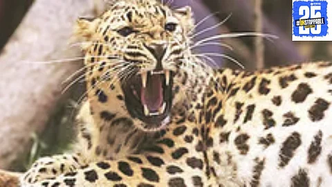 Wildlife Attacks