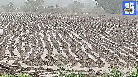 Farmers braving heavy rains for sowing udid and tur; cotton plantation begins in dry zones.