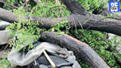 Tree Collapse