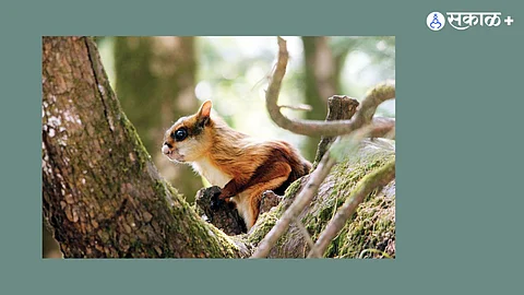 Indian Flying Squirrel