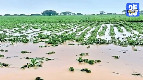 Thousands of farmers in Solapur await compensation under PM Crop Insurance Scheme