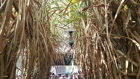AI Technology Sugarcane