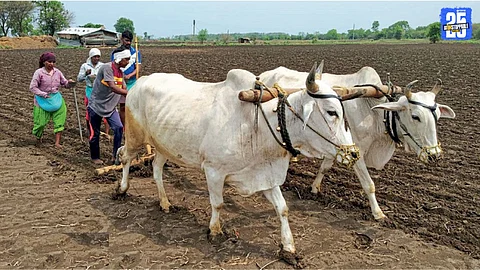 Vidarbha Monsoon Update
