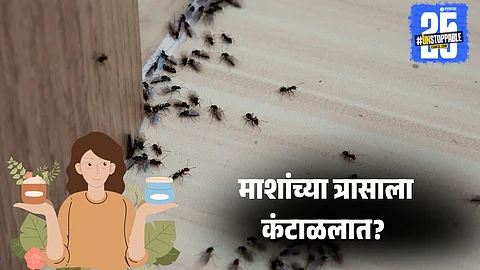 Simple Home Remedies to Get Rid of Houseflies During Monsoon